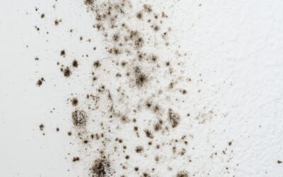 Mold? Biogrowth? Allergens?! Here’s What You Need to Know